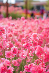 Poster - Field of pink flowers in full bloom, symbolizing beauty and the vibrancy of spring.