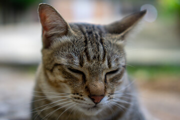 Brown Thai cat