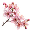 © NT clip art only - a cherry flower branch cut out transparent background