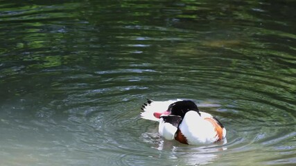 Wall Mural - The common shelduck, Tadorna tadorna is a waterfowl species of the shelduck genus, Tadorna.