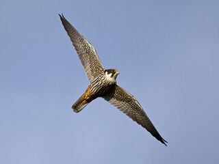 Sticker - Eurasian hobby (Falco subbuteo)