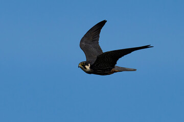 Sticker - Eurasian hobby (Falco subbuteo)