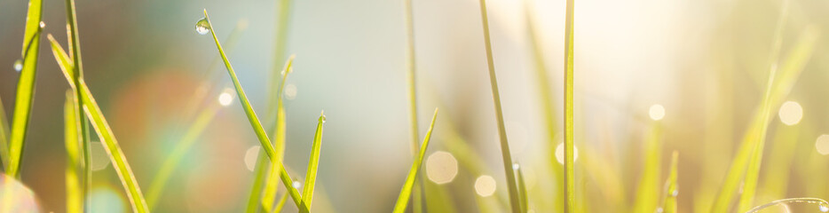 Wall Mural - Meadow grass at sunrise, panoramic background