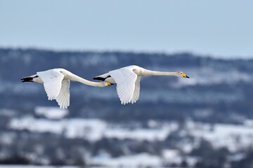 Wall Mural - migrating whooper swans