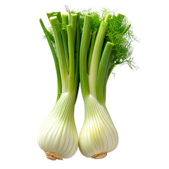 Wall Mural - Fennel PNG. Fennel herb isolated. Aromatic herb of fennel used for cooking top view PNG. Fennel herb flat lay PNG