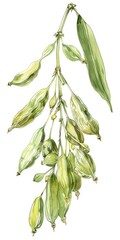 Canvas Print - Hand-Drawn Illustration of Fragrant Cardamom Pods, a Versatile Ingredient for Indian Cuisine