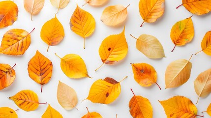 Canvas Print - Pattern of autumn colorful leaves, yellow leaves, white background, lay flat, the top view