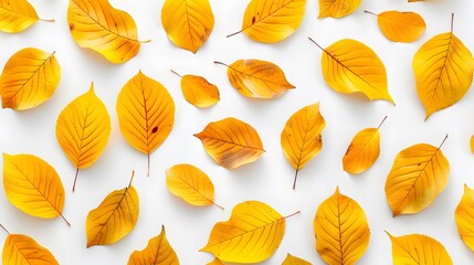 Wall Mural - Pattern of autumn colorful leaves, yellow leaves, white background, lay flat, the top view