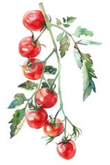 Wall Mural - Watercolor Illustration of Fresh Ripe Cherry Tomatoes on Branch, Isolated on White Background