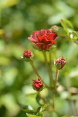 Wall Mural - Small dwarf rose on a blurred green background