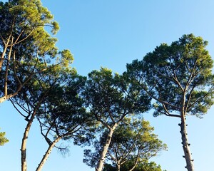 pine trees on the background of the blue sky in the forest