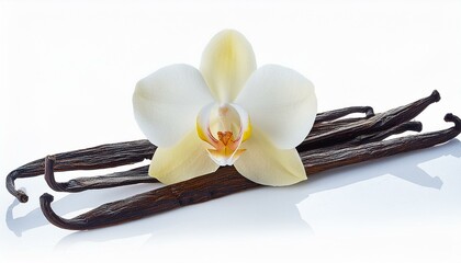 orchid flower on black, orchid on black background, orchid flower on white background, vanilla pods 