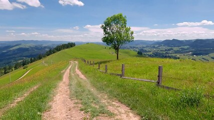 Wall Mural - Impressive morning view of Zamagora mountain village with old country road and lonely tree. Wonderful summer scene of Carpathian farmland, Ukraine, Europe. 4K video (Ultra High Definition).