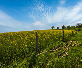 Wall Mural - spring rapeseed yellow blooming fields