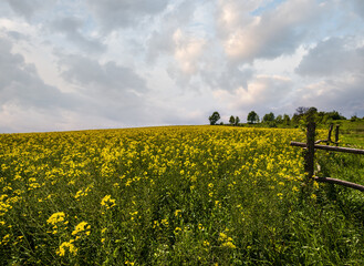 Wall Mural - spring rapeseed yellow blooming fields