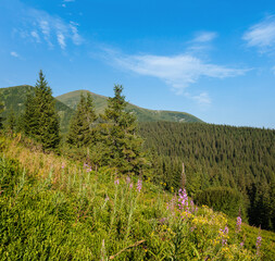 Canvas Print - Pink blooming Sally and yellow hypericum flowers on summer mountain slope. Chornohora ridge, Carpathian mountains, Ukraine.