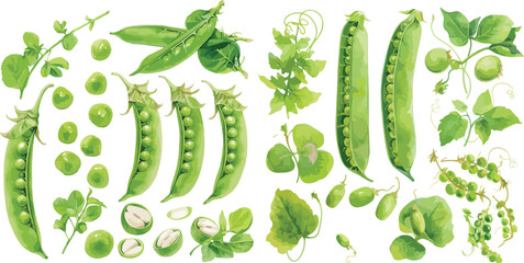 green beans watercolor clipart	