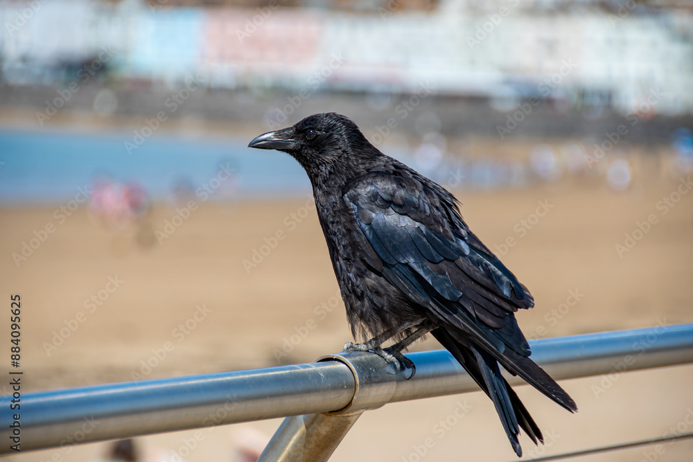 A Crow on a steel rail taken against a seaside background. The Carrion ...