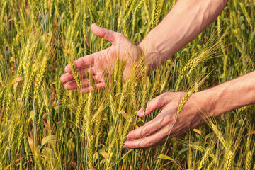 Sticker - Rural landscape - hands of a farmer with ears of young wheat closeup, under the hot summer sun