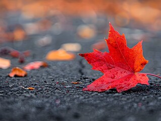 Wall Mural - Vibrant Red Maple Leaf on Autumn Ground Showcasing Nature s Beauty