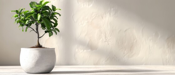 Poster -  A potted plant on a table, casting a shadow against a wall behind it