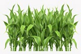 Corn grows in field. Harvest agricultural plant. Food product. Farmer farm illustration. Object isolated on white background. Rural summer field landscape. Vegetable garden cultivation. Vector
