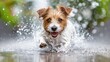 © konlawat - A small dog running through a sprinkler, droplets of water sparkling around it.