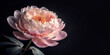 © Adisorn - Soft light pink peony flower blooms against a dramatic black background, showcasing intricate petals and delicate stamens, with ample copy space for text or design elements.