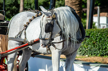 Horse taxi. A major attraction for visitors in Mijas, Spain