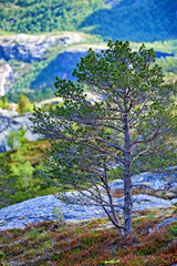 Wall Mural - Landscape, countryside and nature with mountain, stream and green trees in Norway for eco friendly. Environment, earth and water with grass, blue sky and plants for travel, ecology or sustainability