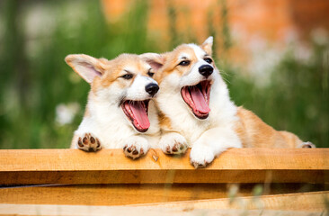 Wall Mural - puppies smiling and yawning together