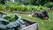 © Maestro - Beautiful Home Garden with Raised Beds of Vegetables and a Relaxing Dog