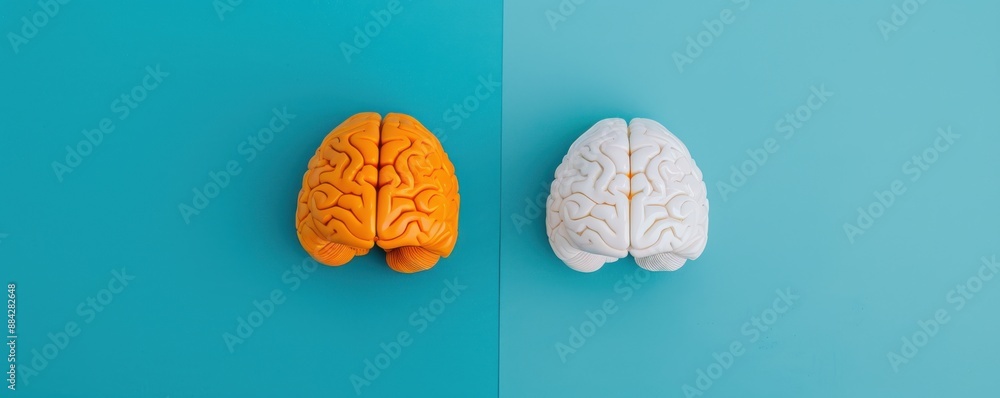 Diagram of brain before and after therapy, brain structure ...