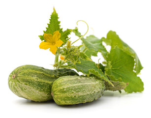 Wall Mural - Cucumber with flower.