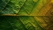 © john - Star gooseberry leaf texture macro background