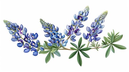 Wall Mural - A vibrant illustration showing a beautiful arrangement of blue and purple lupine flowers with lush green leaves, highlighting their natural charm and aesthetic appeal for decorative purposes.