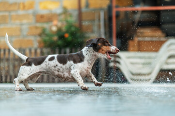 Wall Mural - piebald dachshund playing with water on a hot summer day dog ​​and heat