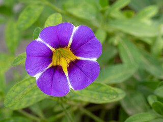 Wall Mural - Closeup view of delicate purple yellow and white flower of calibrachoa parviflora aka seaside petunia isolated outdoors on green foliage background