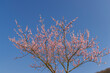 © Richard Semik - pink twigs blooming in spring