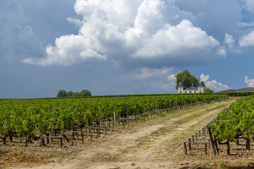 Poster - Vineyards near Margaux (Chateau Margaux), Bordeaux, Aquitaine, France