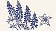 © Gia - A classic botanical sketch featuring blooming bluebonnet flowers with elegant leaves, reflecting the meticulous beauty of these cherished wildflowers.
