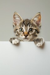 Wall Mural - a kitten peeking over a white sign with its paws on it