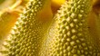 © Farid - Natural fresh jackfruits fruit texture background. details pattern of ripe green yellow jackfruit peel with rough thorn skin surface with sunlight for fruit background, close up,selective focus.