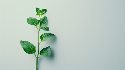 Wall Mural - Sprouting green plant isolated on white surface