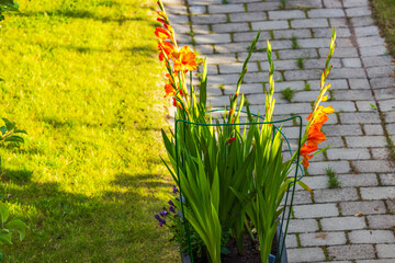 Wall Mural - Orange gladiolus flowers in planter box in front yard next to stone pathway on sunny day.