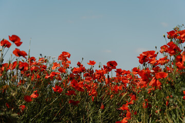 Wall Mural - Field blossoming poppies. Poppy field.