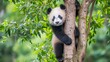 © AlfaSmart - Giant panda climbing a tree