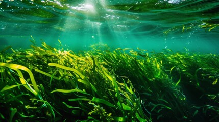 Poster - Seaweed growing densely in an underwater forest