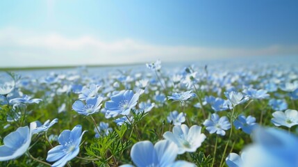 Poster - Vast field of blue nemophila flowers in full bloom under a clear blue sky