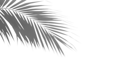 Canvas Print - Shadow of palm leaves, cut out